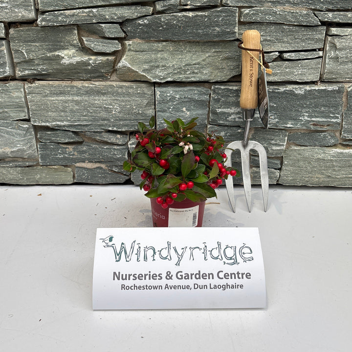 Gaultheria proc. Big Berry