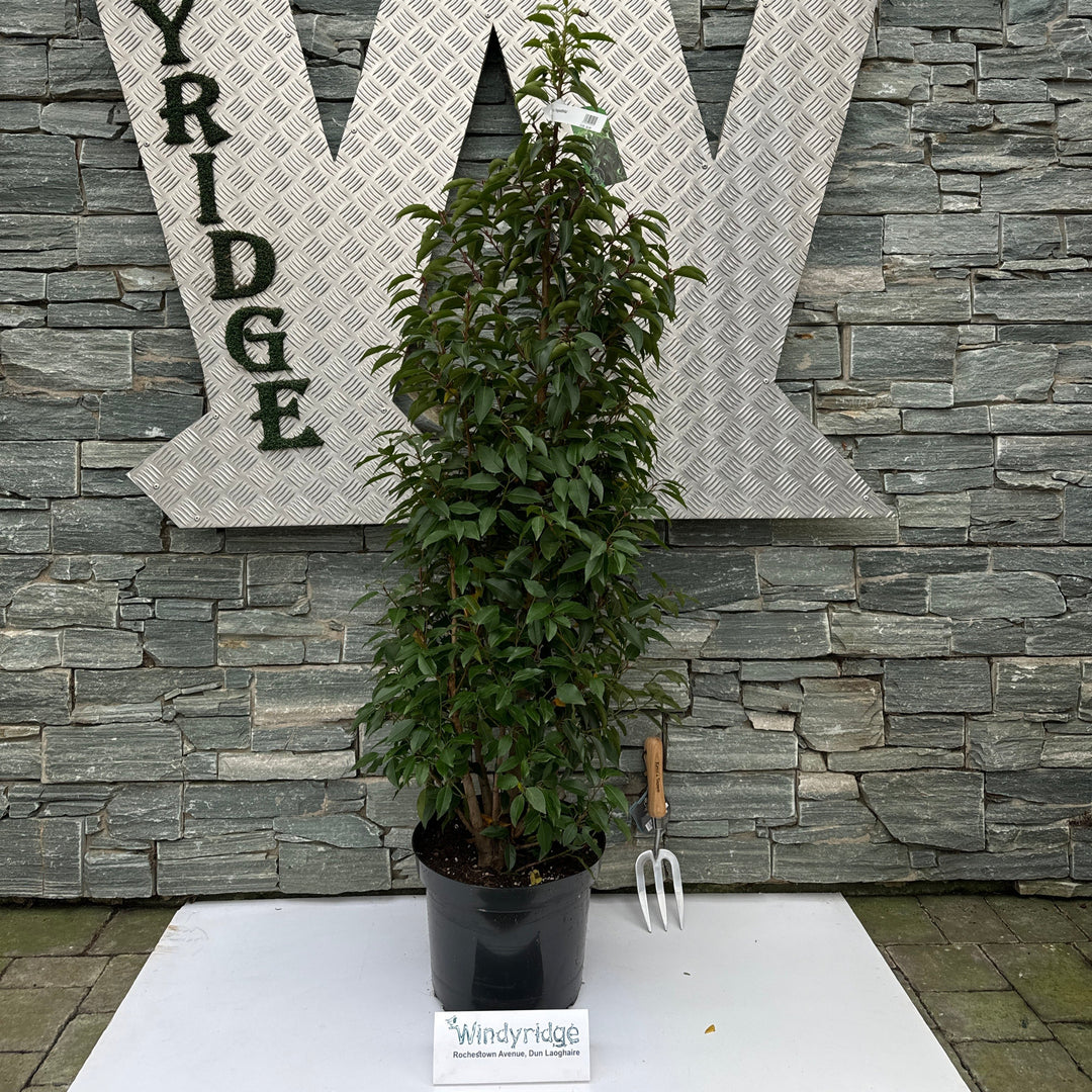 Prunus lus. Angustifolia