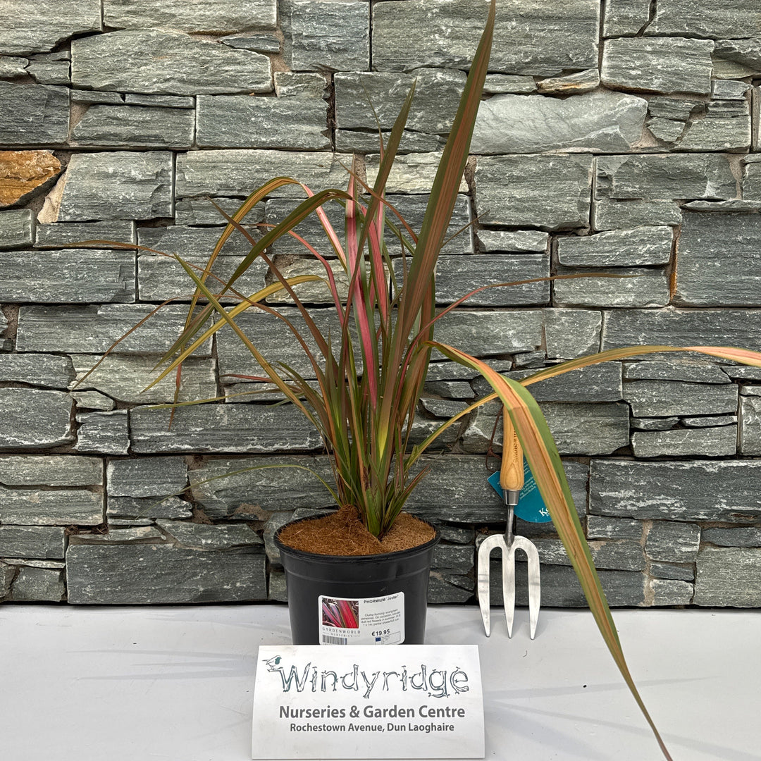 Phormium Jester - Herbaceous - Windyridge Garden Centre