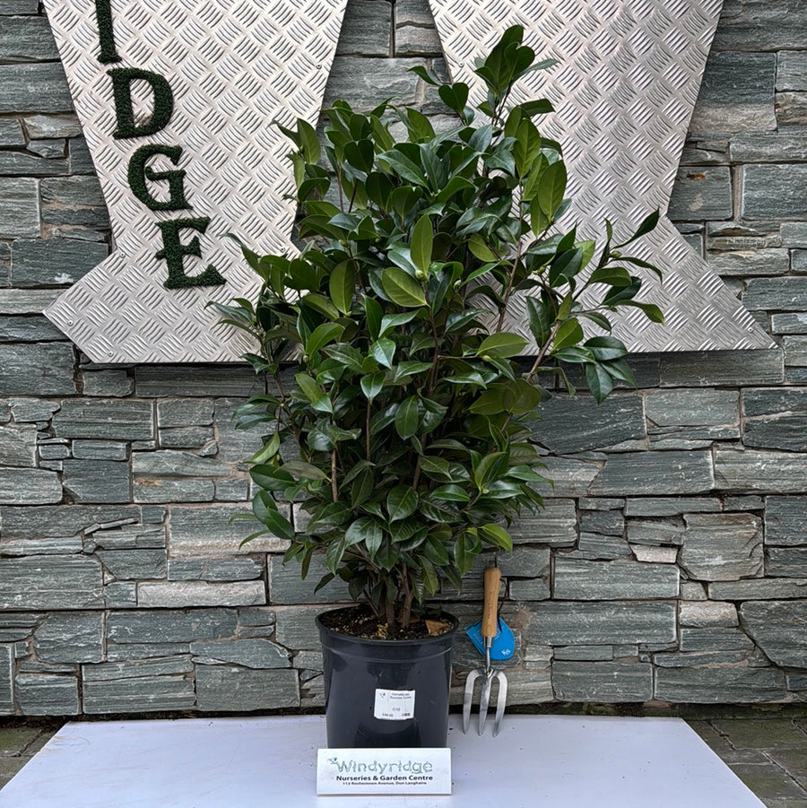 Camellia Jap. Nuccios Cameo - Shrubs - Windyridge Garden Centre