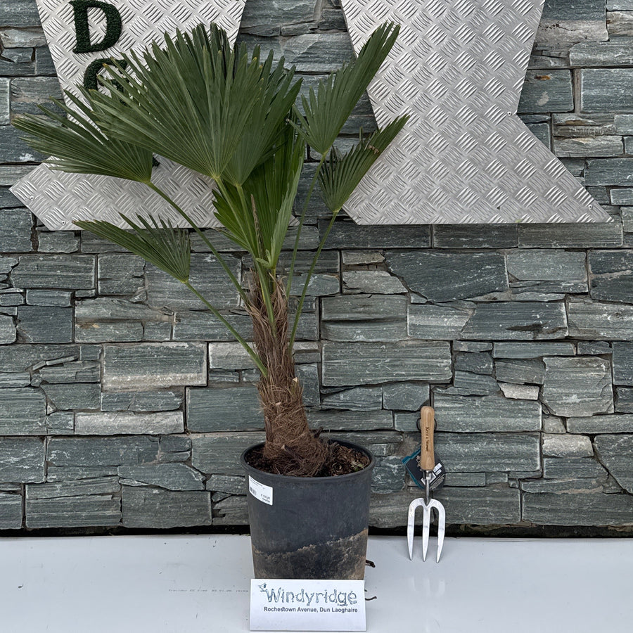 Trachycarpus wagnerianus P27 - Shrubs - Windyridge Garden Centre