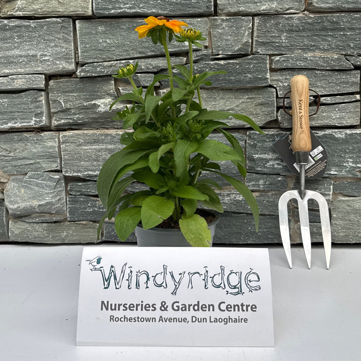 Rudbeckia hirta Toto  P13