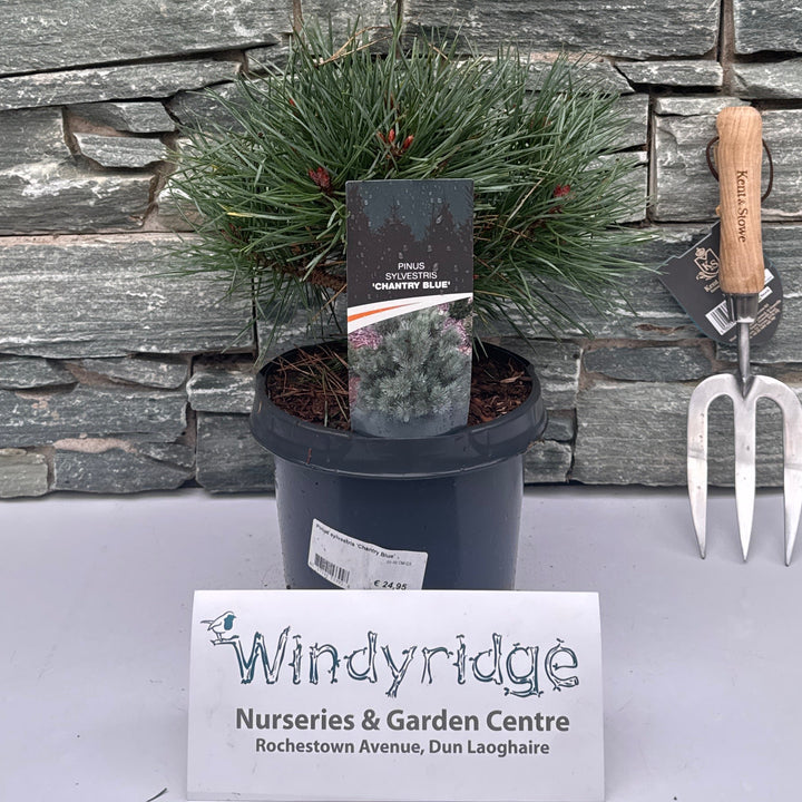 Pinus sylvestris Chantry Blue   25-30 CM C3