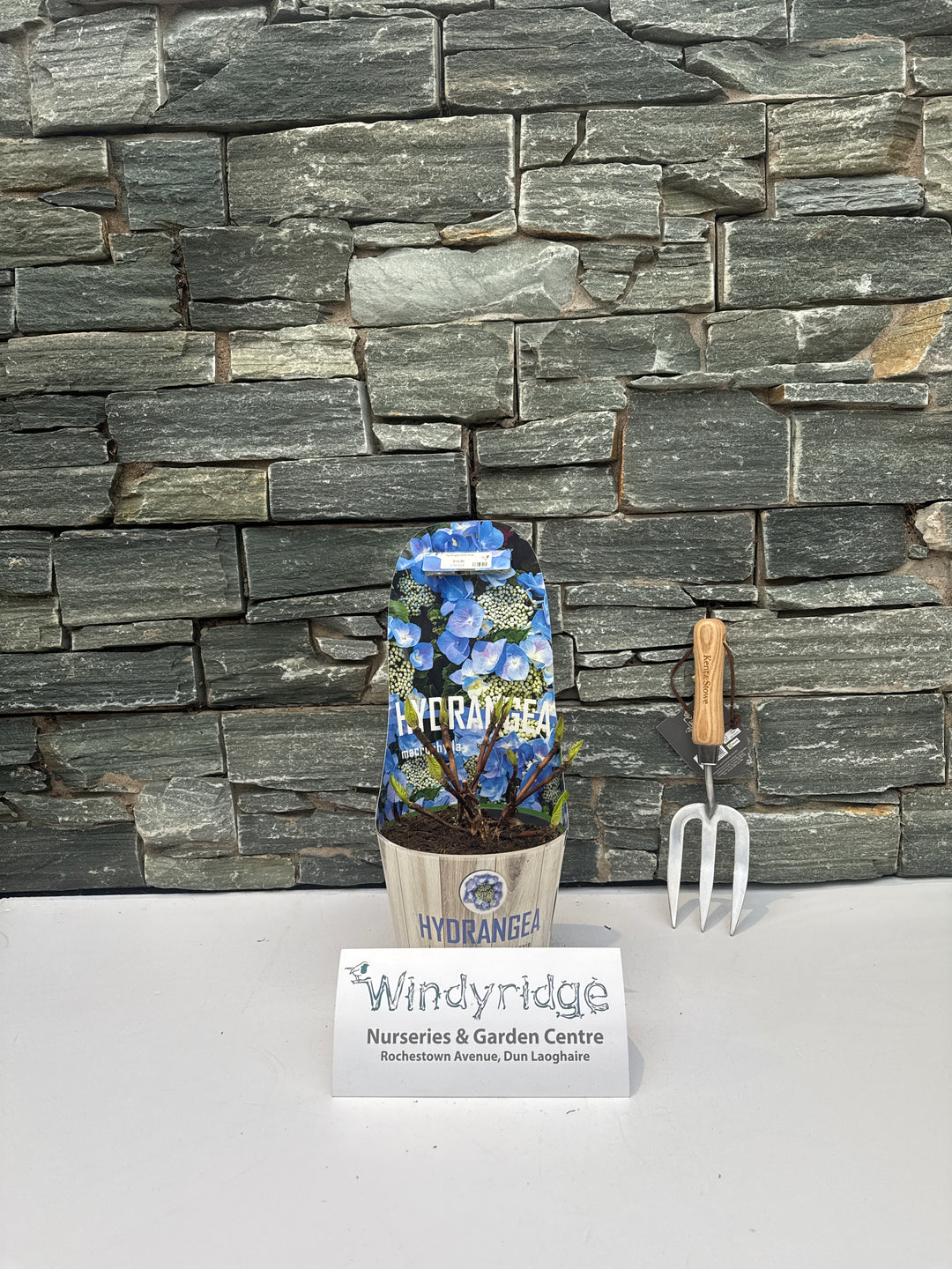 Hydrangea teller Blue