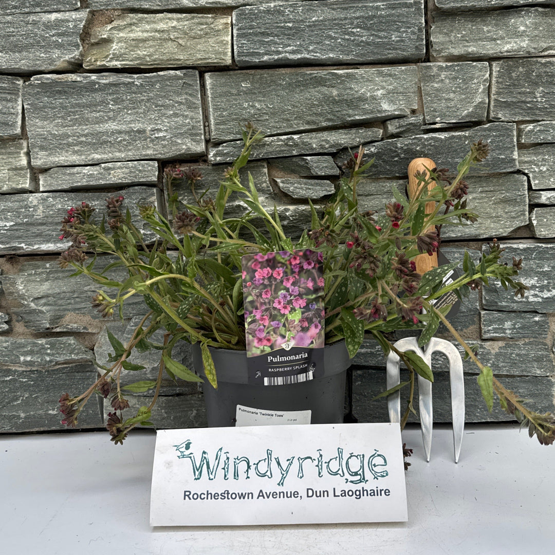 Pulmonaria Twinkle Toes  2 Ltr pot