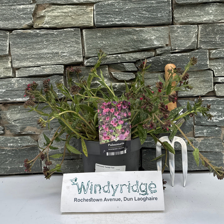 Pulmonaria Twinkle Toes  2 Ltr pot