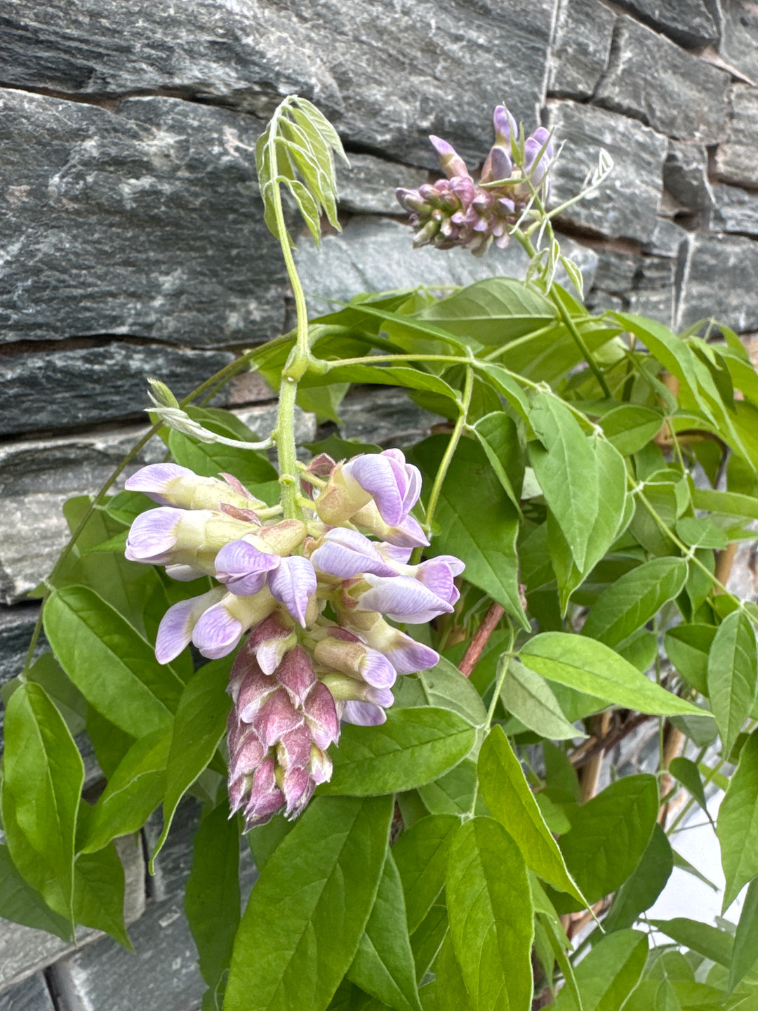 Wisteria frutes. Amethyst Falls pot 19 cm