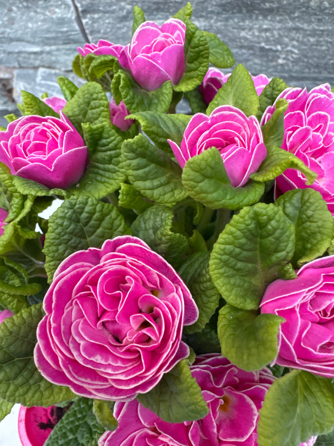 Primula Belarina Rosalina - Herbaceous - Windyridge Garden Centre