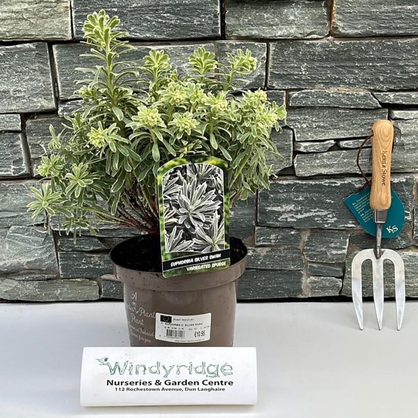 Euphorbia Char. Silver Swan - Herbaceous - Windyridge Garden Centre