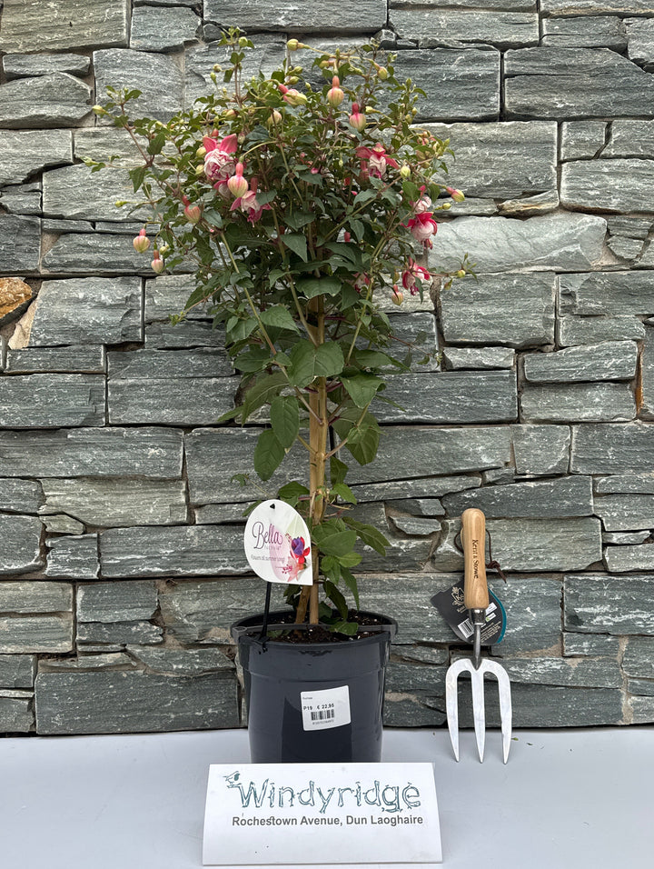 Fuchsia ... Grande XXL mixed tray (dubbelbloemig) on stem