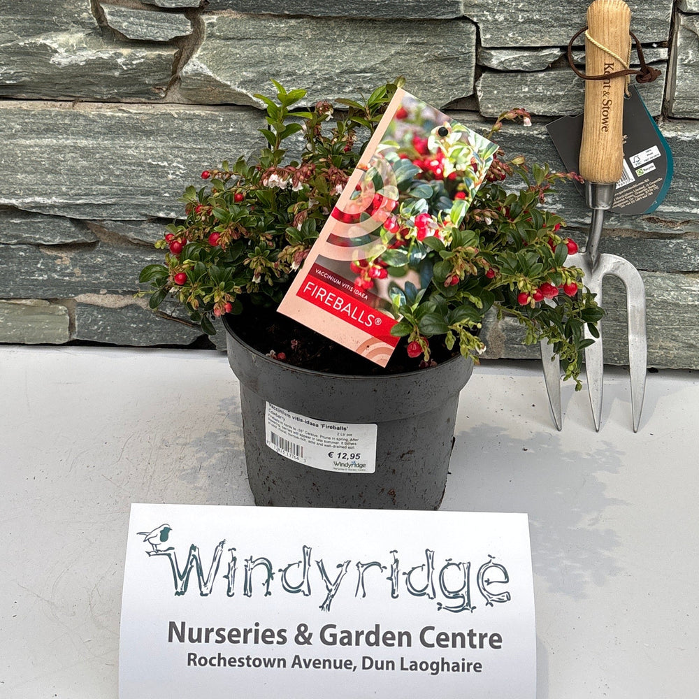 Potted plant with a tag in front of a stone wall, featuring Windyridge Nurseries & Garden Centre branding.