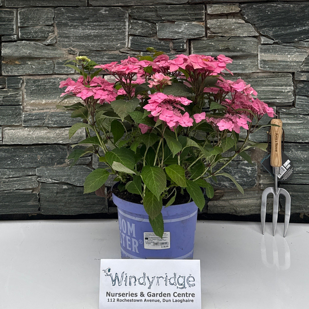 Hydrangea 'Bloombuster' in Sorten