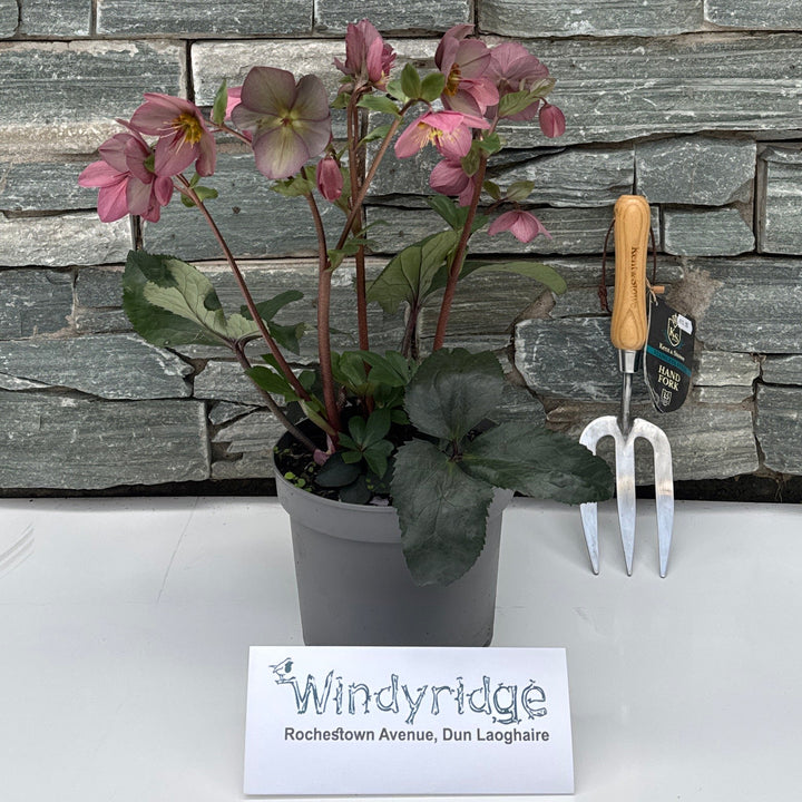 Helleborus Hgc Ice N  Roses Rose - Herbaceous - Windyridge Garden Centre
