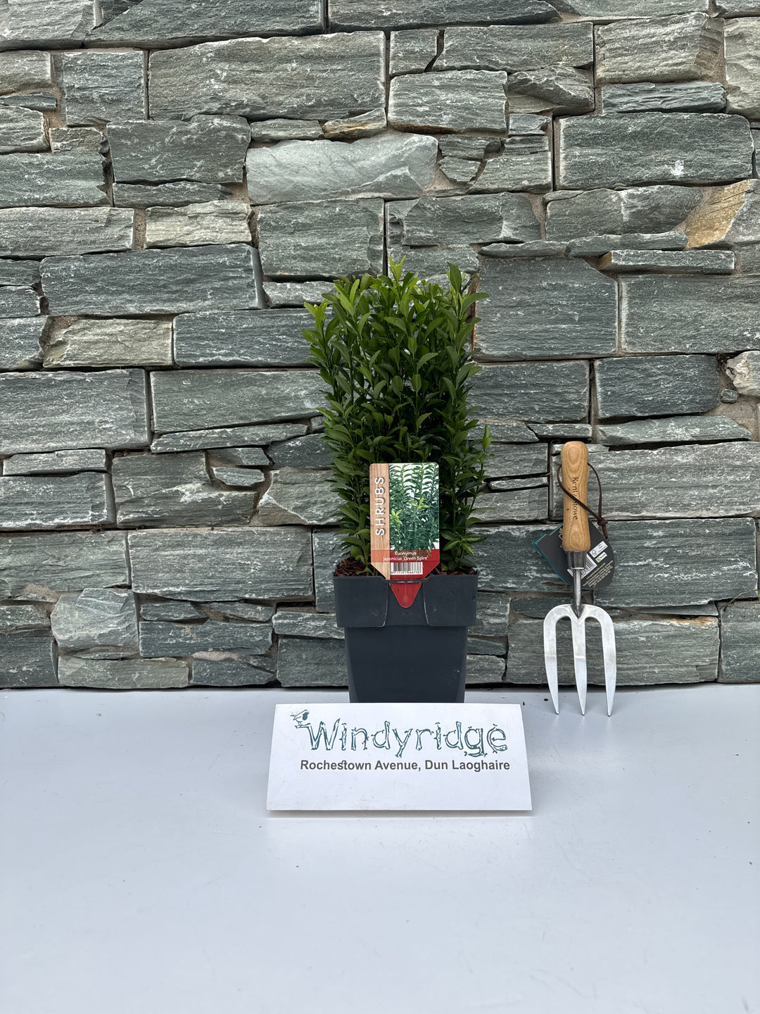 Euonymus jap. Green Spire  2L, square pot