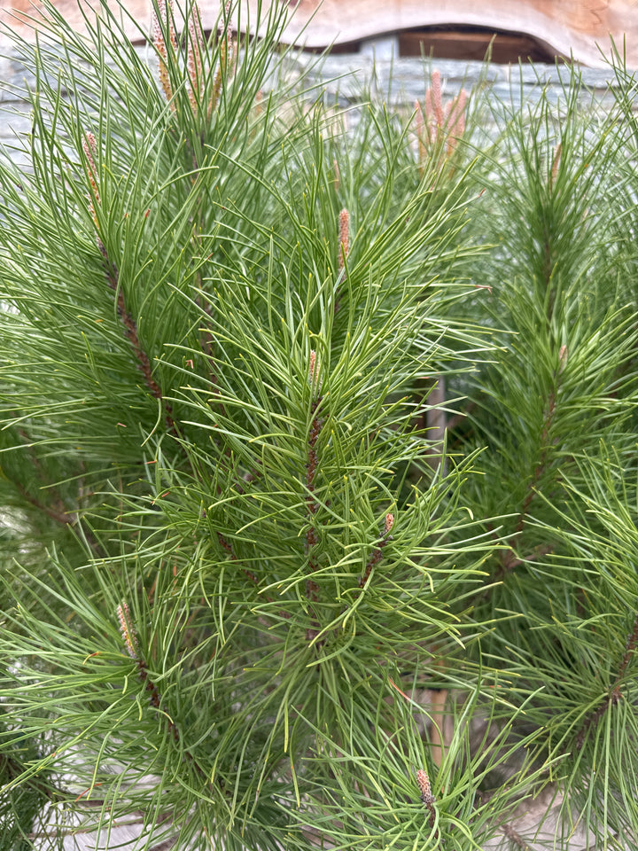 PINUS PINEA CLT 55 H 175 - 200 CM  CIRC. TR. 14 - 16 CM  1/2 STD