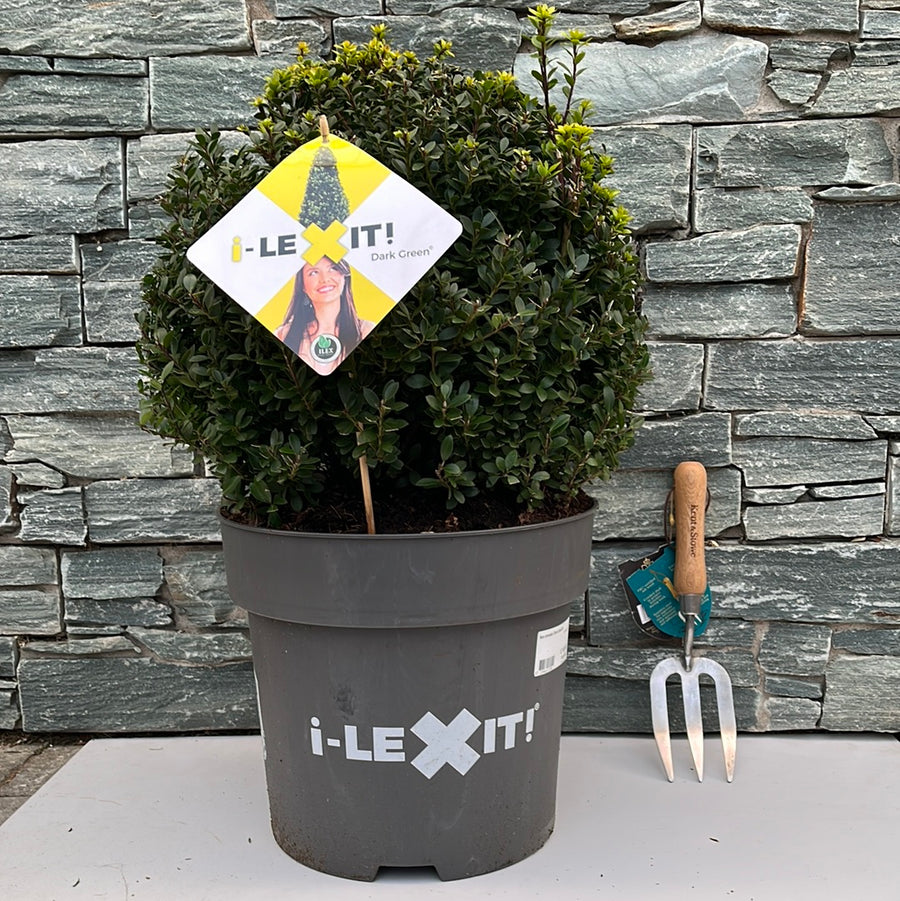 Ilex Crenata Dark Green  40 Cm Ball C15 - Standard Trees And Topiary - Windyridge Garden Centre