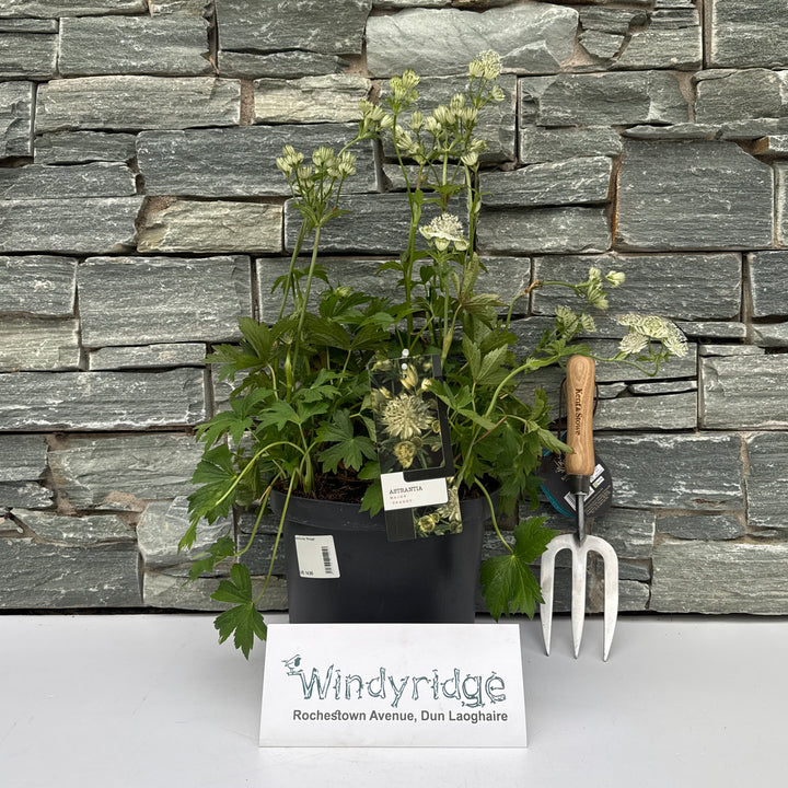 Astrantia maj. Shaggy