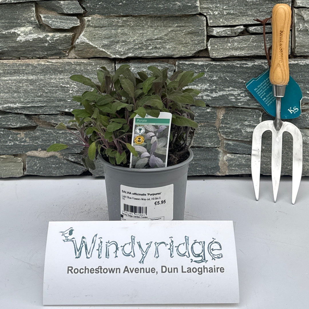 Salvia Officinalis Purpurea - Herbaceous - Windyridge Garden Centre