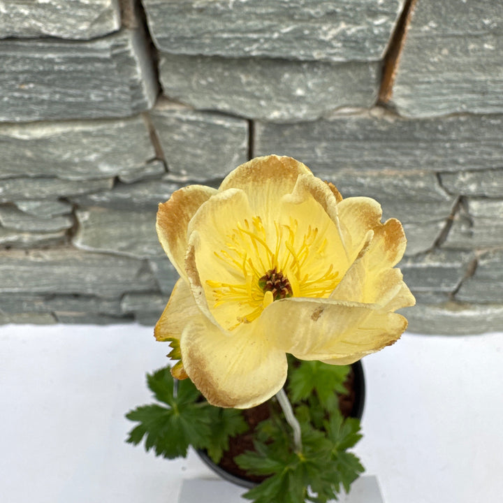TROLLIUS Lemon Queen