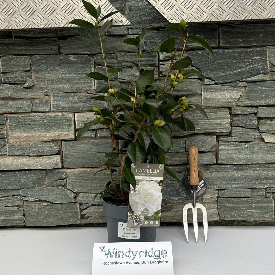 Camellia Jap. Nuccios Gem - Shrubs - Windyridge Garden Centre