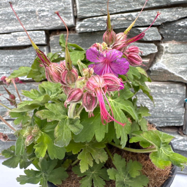GERANIUM macrorrhizum