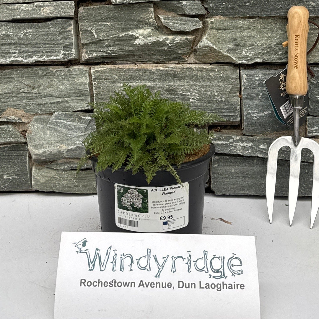 Achillea 'Wonderful Wampee' - Herbaceous - Windyridge Garden Centre