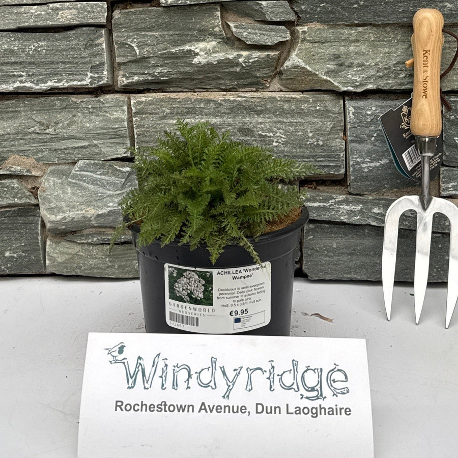 Achillea 'Wonderful Wampee' - Herbaceous - Windyridge Garden Centre