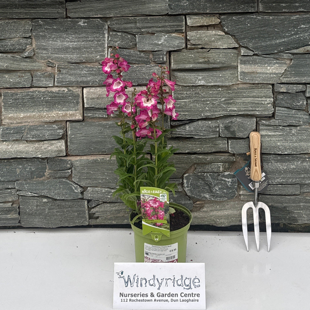Penstemon Polaris Rose