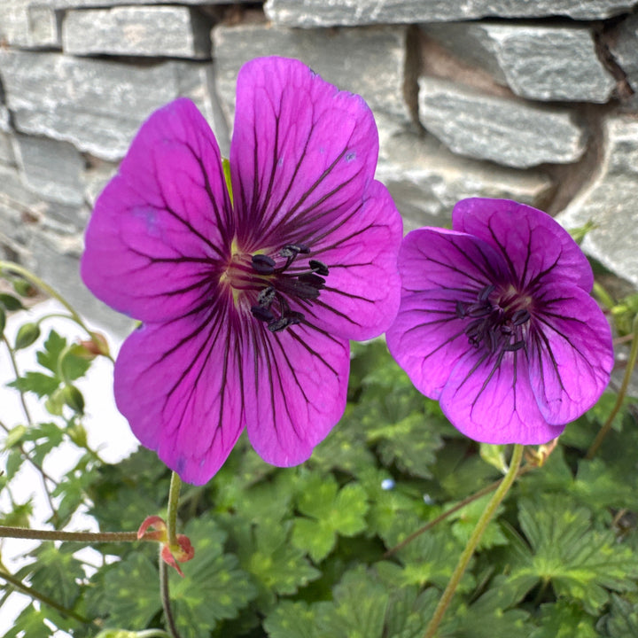 GERANIUM PINK PENNY