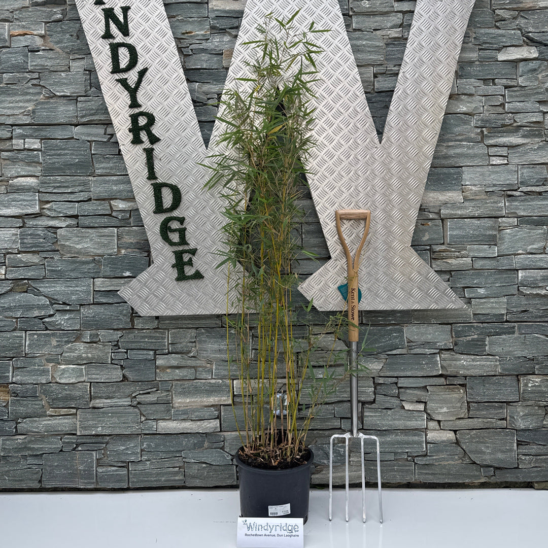 Bamboo Fargesia robusta Campbell  (10Ltr Pot)