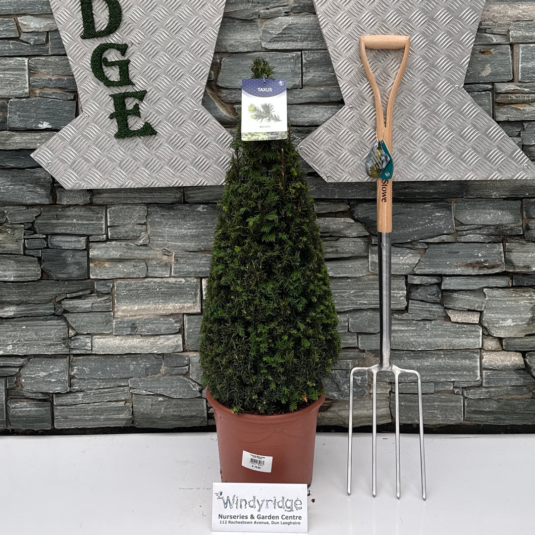Taxus Baccata C10
