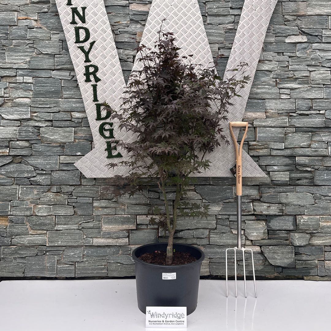 Acer palmatum 'Bloodgood' 125-150 CM C35