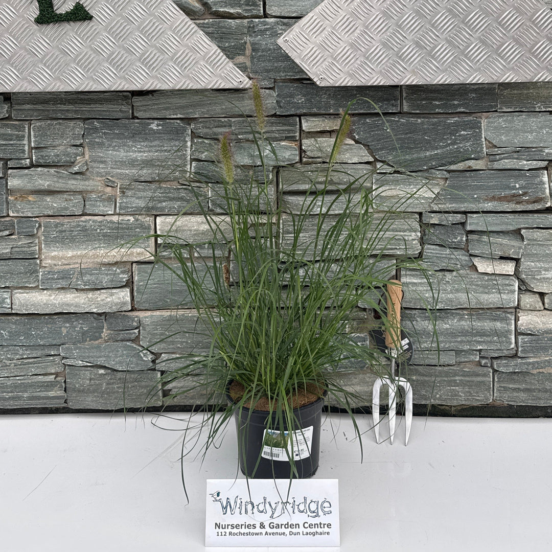PENNISETUM alop. 'Hameln' 3L