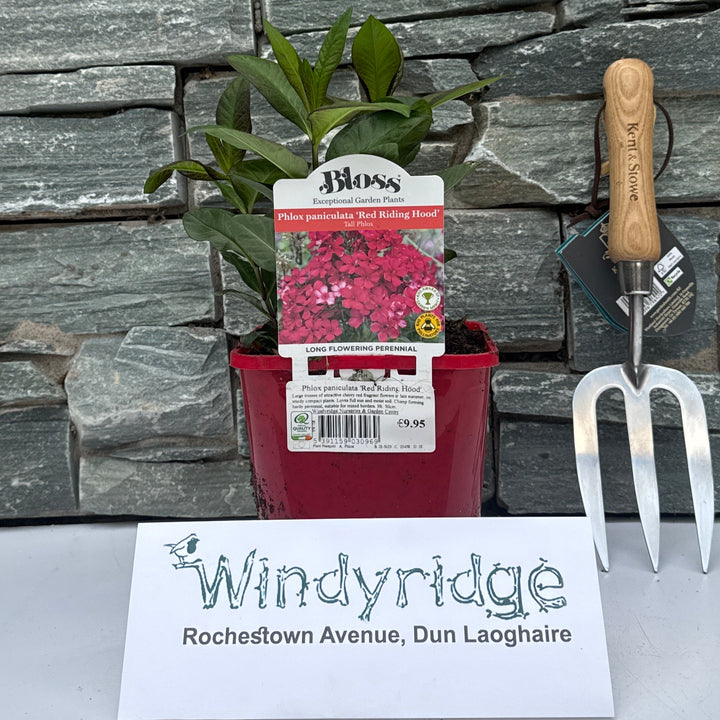 Phlox paniculata Red Riding Hood 2L