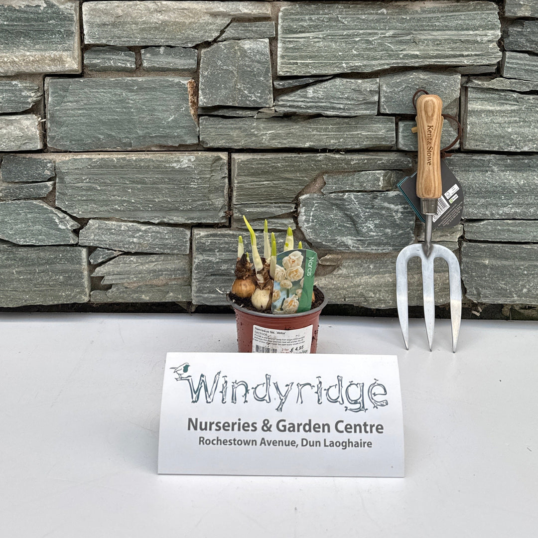 Narcissus taz. Abba / P12