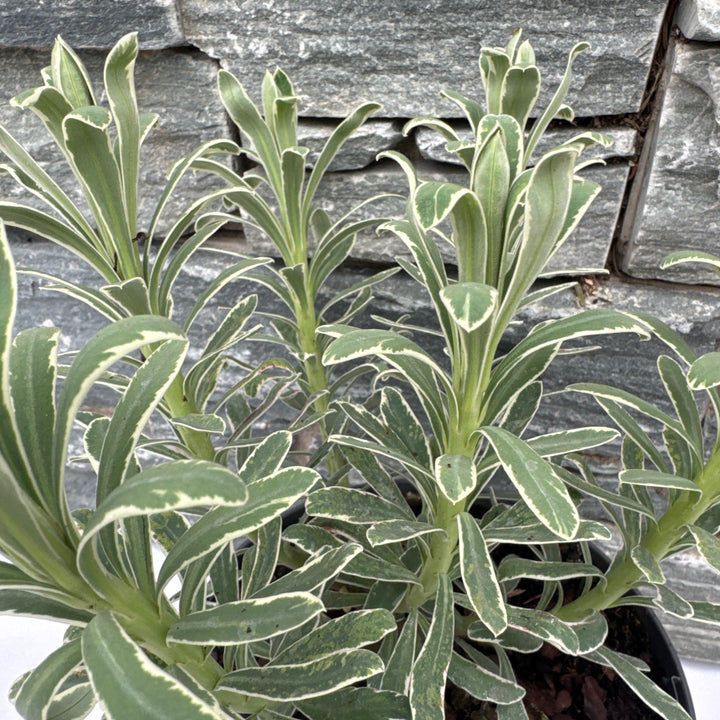EUPHORBIA Glacier Blue