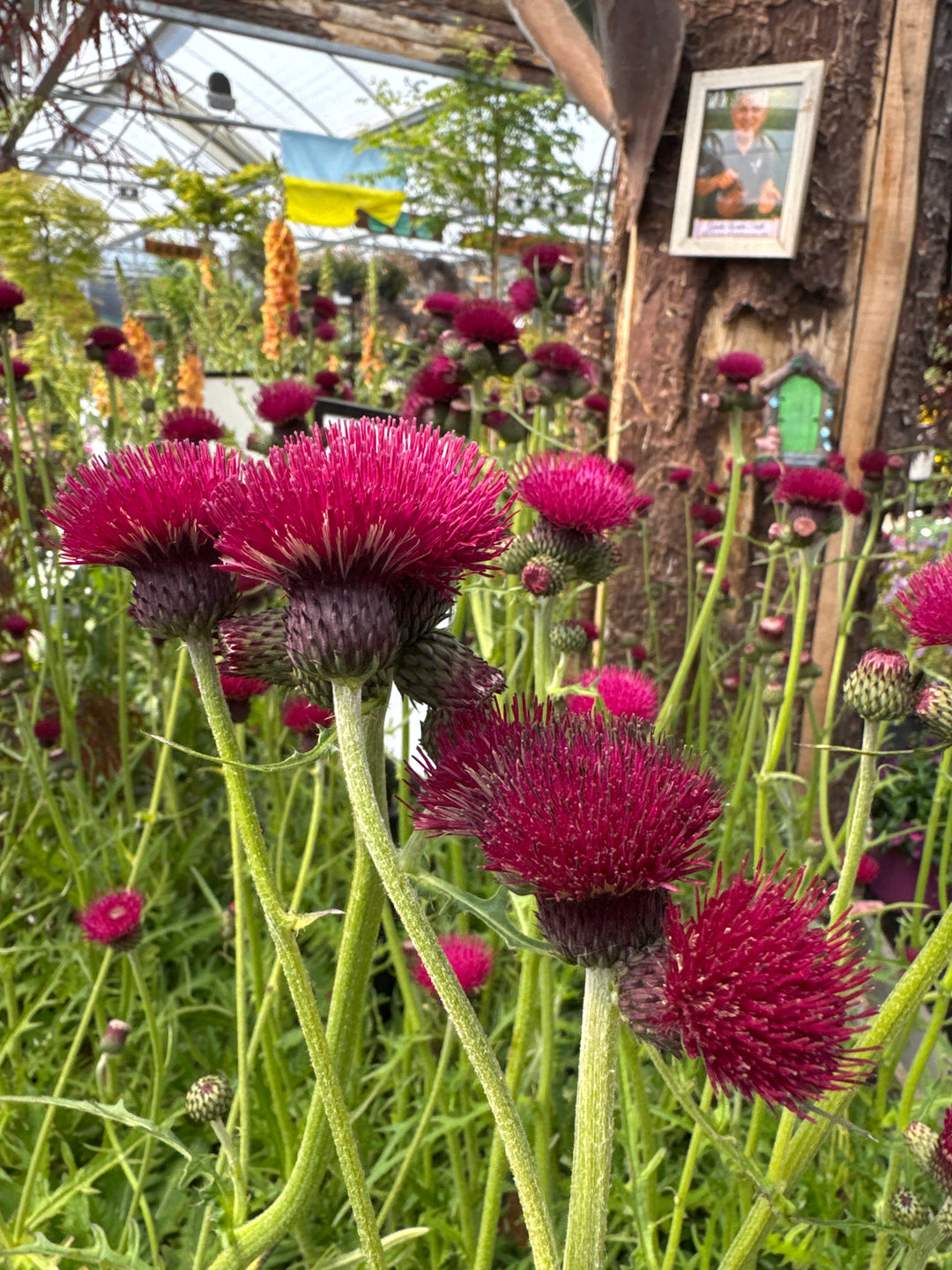 CIRSIUM atropurpureum 3L