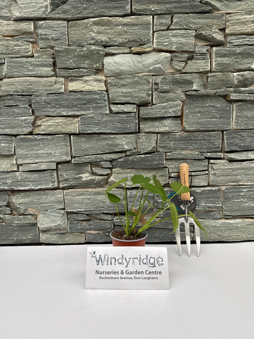 Monstera deliciosa  P12