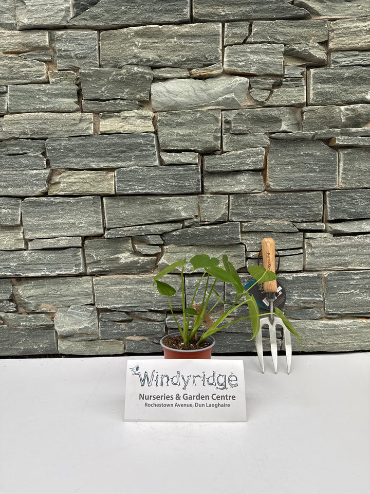 Monstera deliciosa  P12