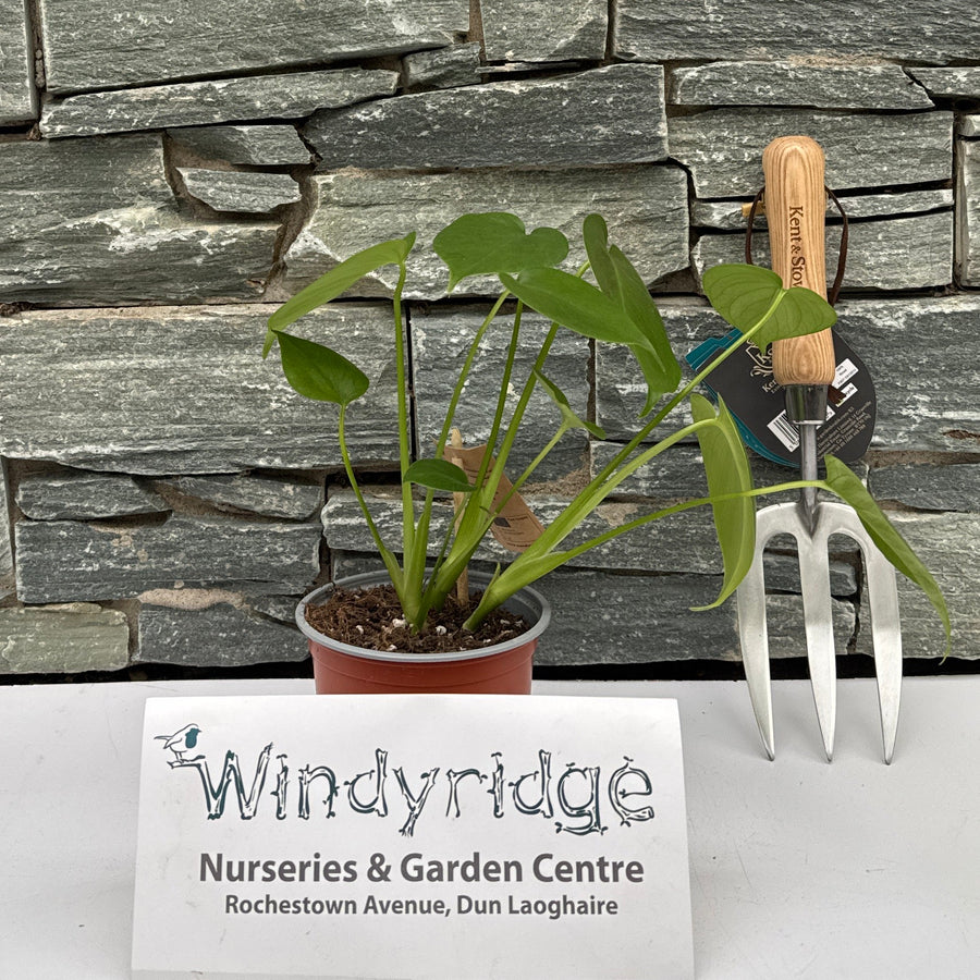 Monstera Deliciosa  P12 - Indoor Plants - Windyridge Garden Centre