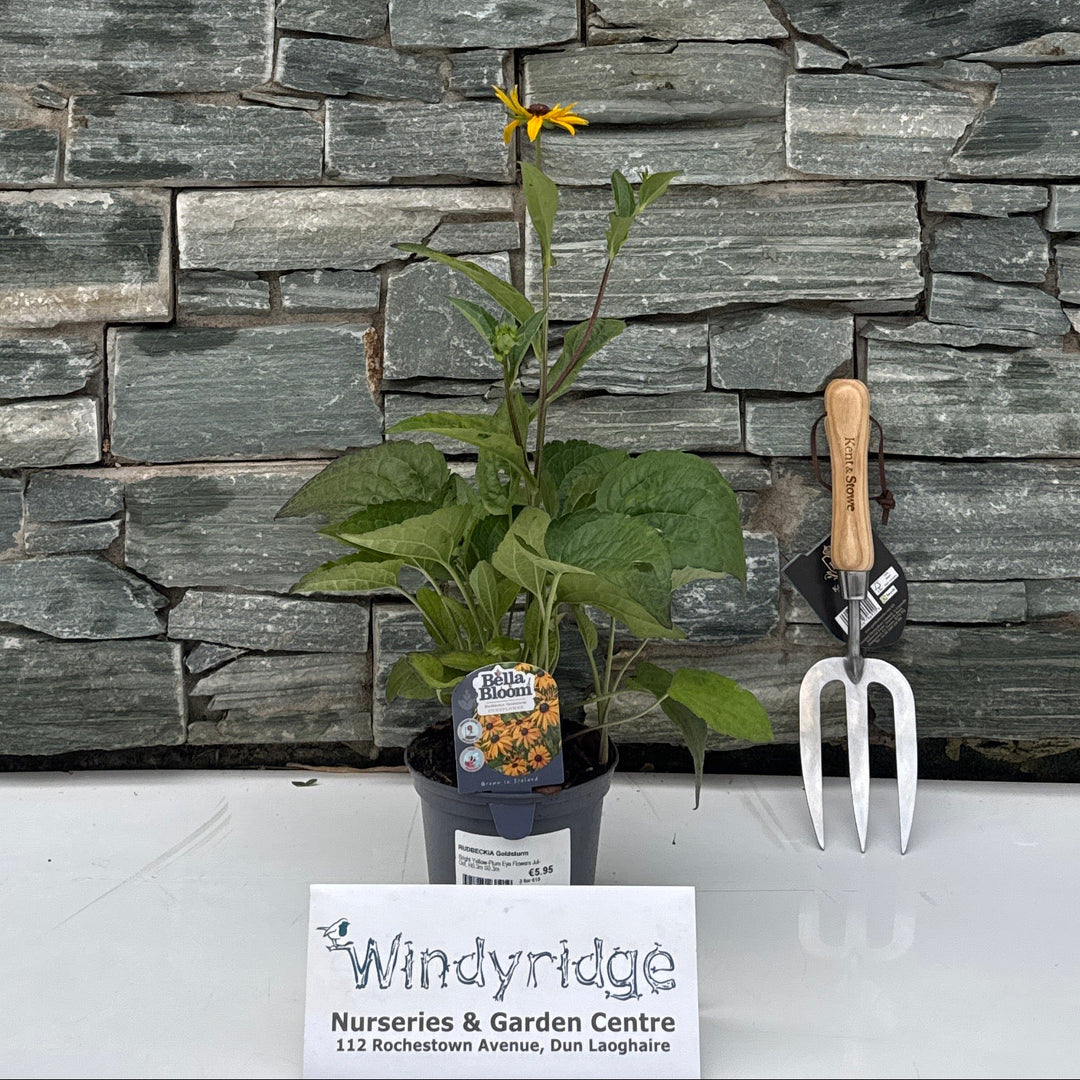 RUDBECKIA Goldsturm