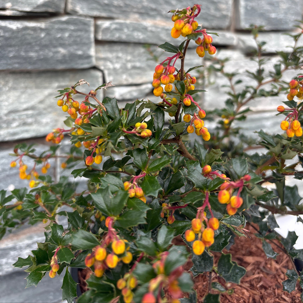 Berberis Darwinii Compacta - Shrubs - Windyridge Garden Centre
