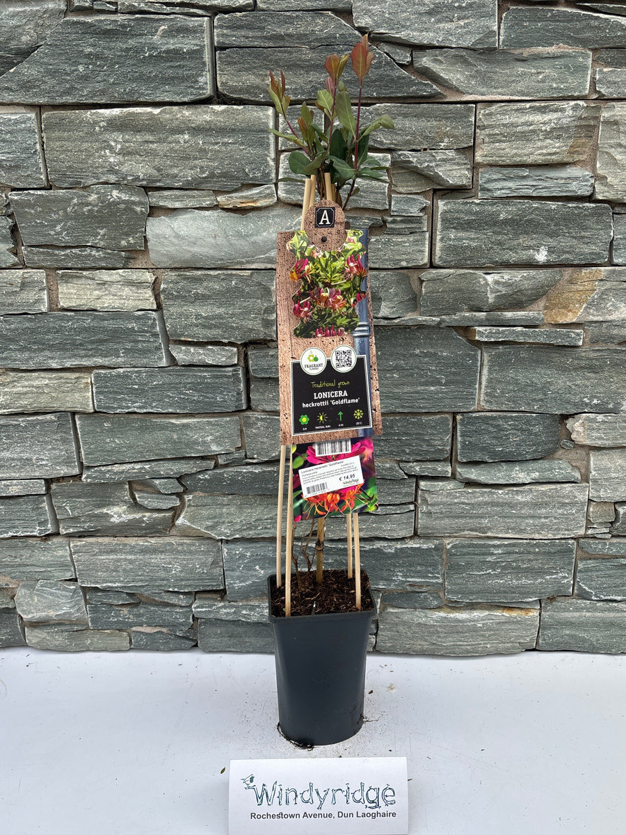Lonicera Heckr. Goldflame - Climbers - Windyridge Garden Centre