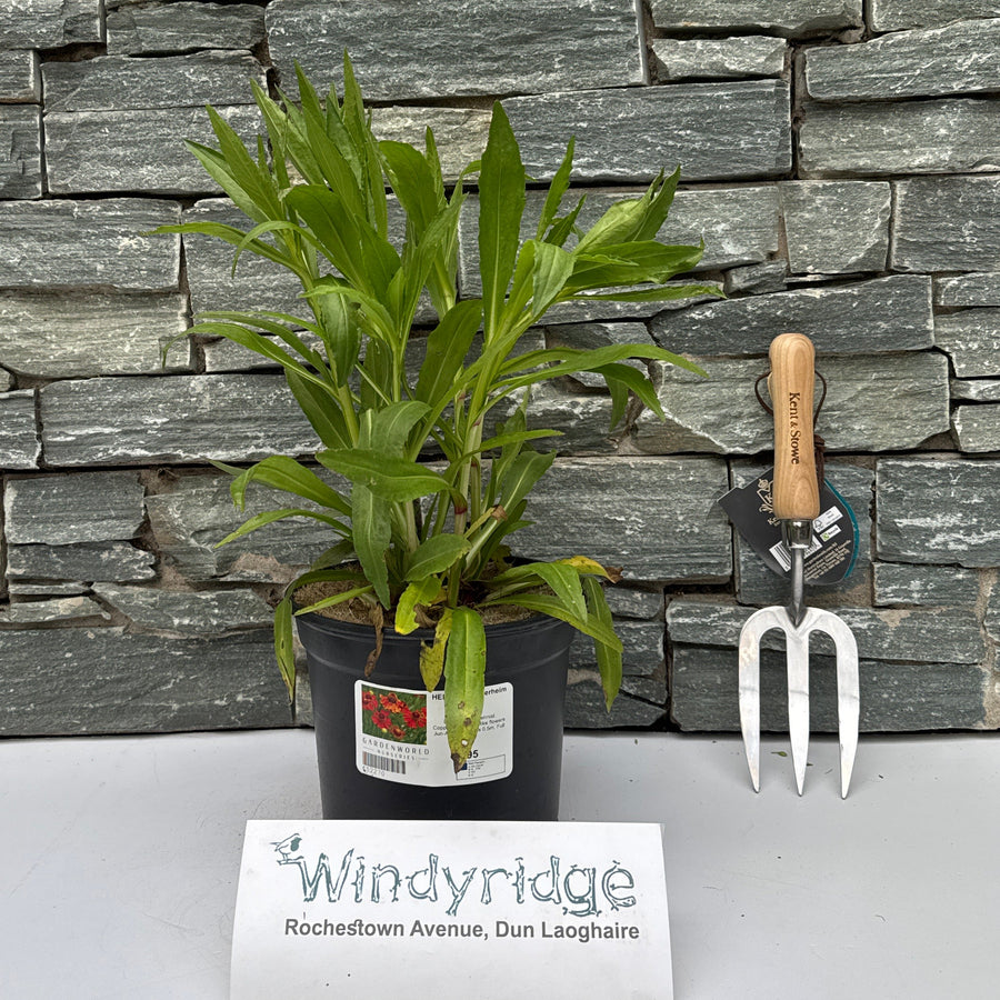 HELENIUM Moerheim Beauty - Herbaceous - Windyridge Garden Centre