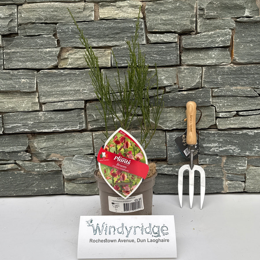 Cytisus Goldfinch - Shrubs - Windyridge Garden Centre