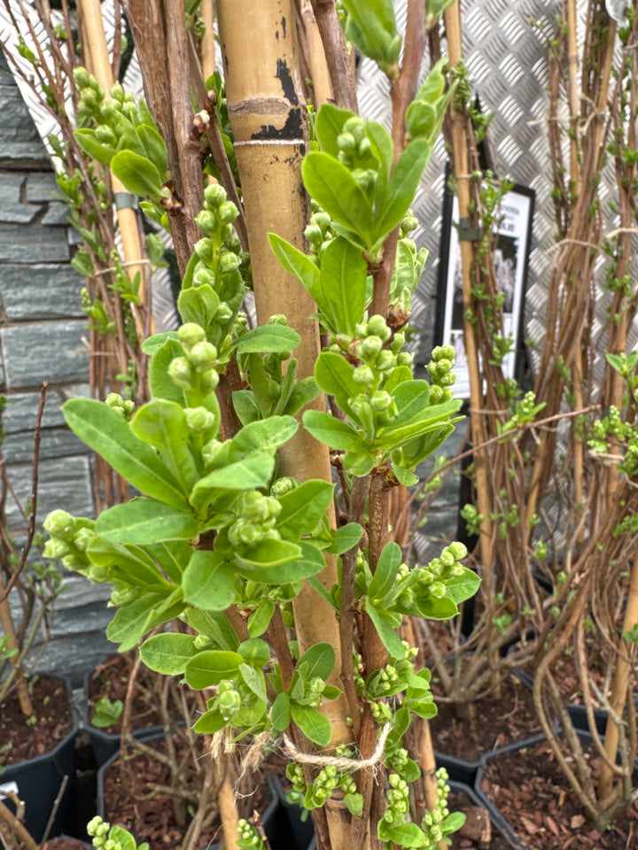 Exochorda macr. The Bride
