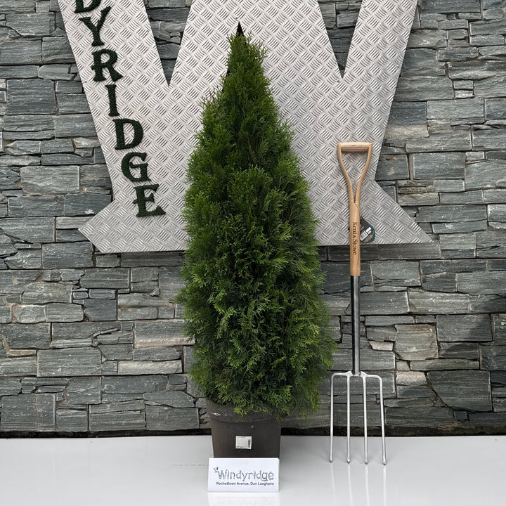 Thuja occ. Smaragd