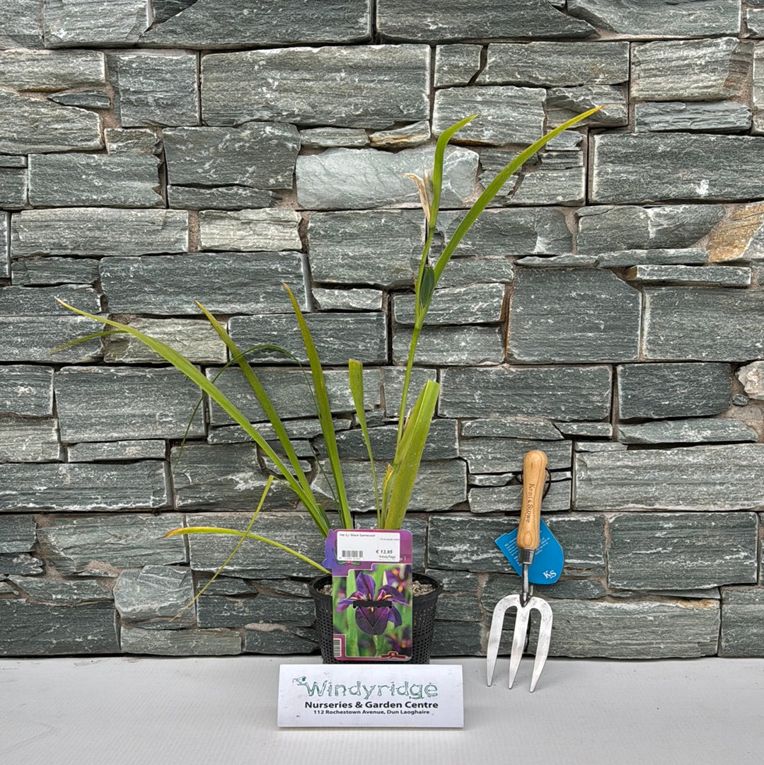 Louisiana Iris Black Gamecock (18cm Pot)