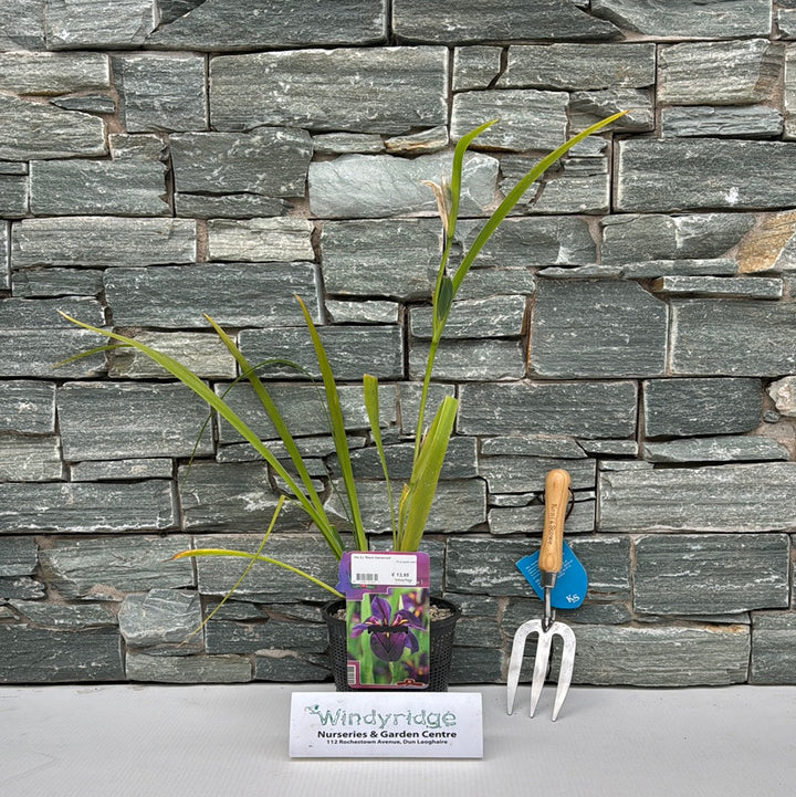 Louisiana Iris Black Gamecock (18cm Pot)