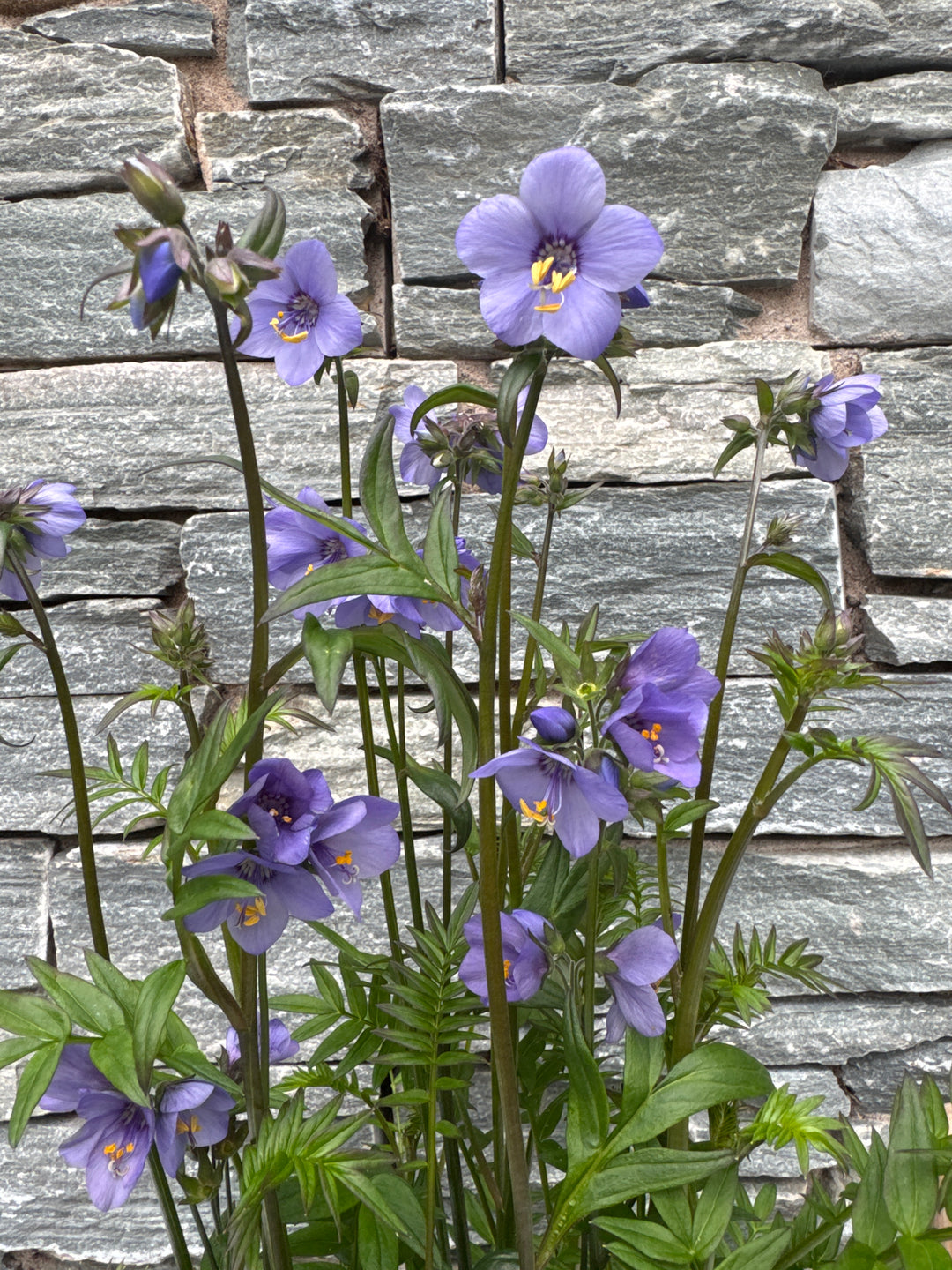 Polemonium Bressingham Purple